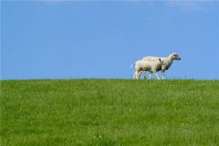 1979年生肖羊性格怎样