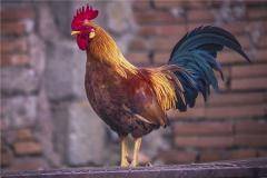 2005年出生的鸡性格如何