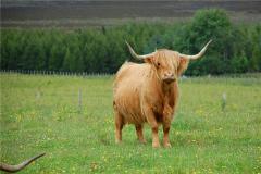 生肖属牛男人的特点