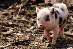 2019年生肖猪什么时候好运