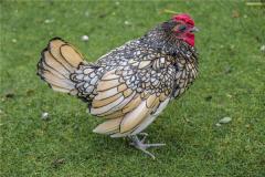 1993年属鸡的人性格怎样