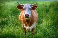 2009年属牛是什么性格