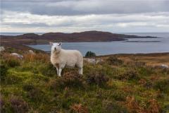 1991年属羊性格特点