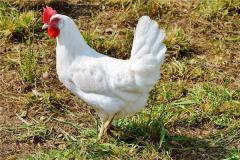 二零零几年是鸡年