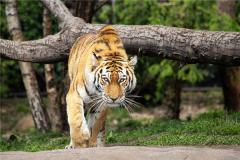 1998年生肖属虎人个性