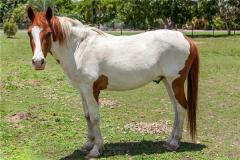 生肖马适合婚配的生肖有谁