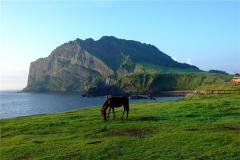 2014年属马的婚配表