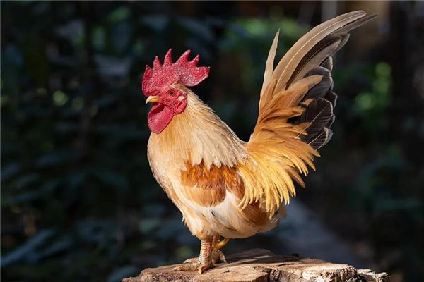 属鸡的属相婚配表