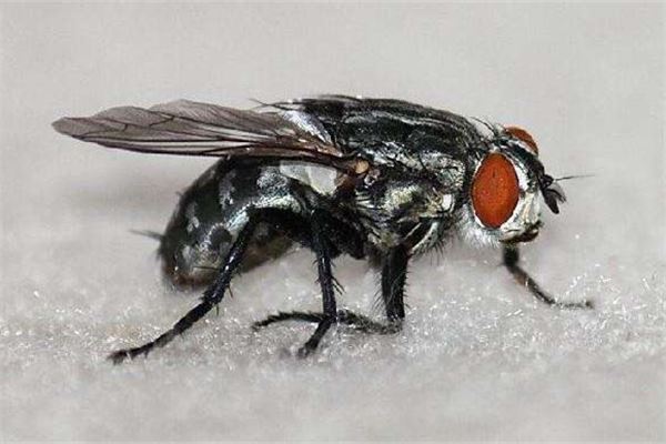 梦见很多死苍蝇