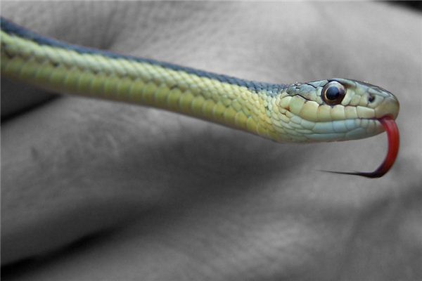 梦见被蛇咬是什么意思 梦见被蛇咬是什么意思