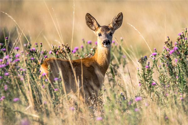 梦见鹿是什么意思 梦见鹿是什么意思