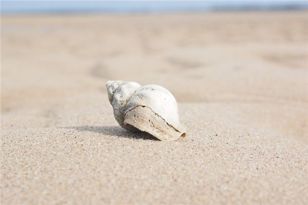 梦见螺狮是什么意思 梦见螺狮是什么意思