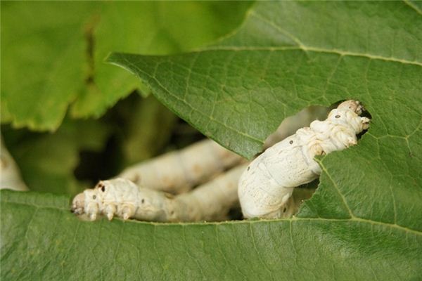 梦见蚕是什么意思 梦见蚕是什么意思