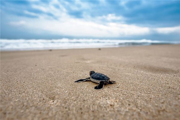 梦见爬行类是什么意思 梦见爬行类是什么意思