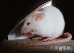 <b>鼠人生于亥时命运好吗?</b>