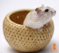 <b>鼠人生于未时命运好吗?</b>