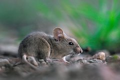 鼠人生于午时命运好吗?