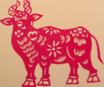 二十五日生属牛人命运好吗?