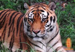 虎人生于辰时命运好吗?