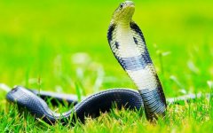 蛇人生于寅时命运好吗?