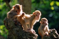 猴人生于戌时命运好吗?