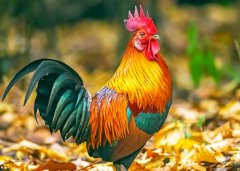 鸡人生于未时命运好吗?