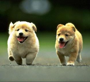 二月出生的属狗人命运好吗?