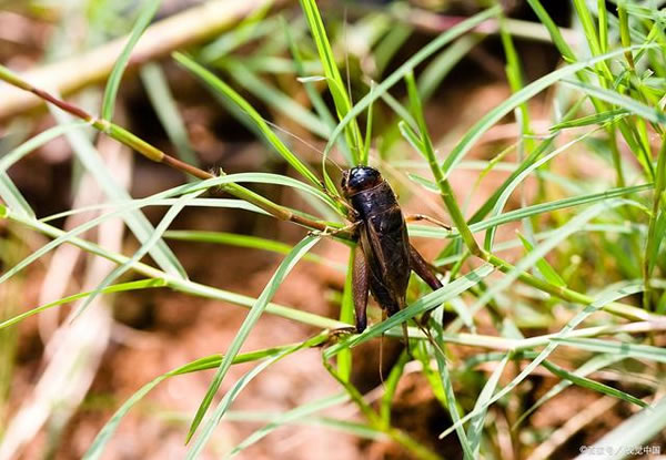梦见蛐蛐儿 梦见蛐蛐儿好不好