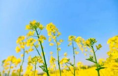 梦见油菜花 做梦梦见油菜花是什么预兆 梦见油菜花好不好