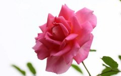 梦见月季花 做梦梦见月季花是什么预兆 梦见月季花好不好