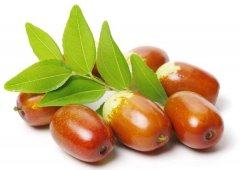 梦见枣树 做梦梦见枣树是什么预兆 梦见枣树好不好