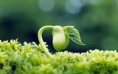 梦见种子 做梦梦见种子是什么预兆 梦见种子好不好