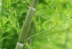 梦见竹林 做梦梦见竹林是什么预兆 梦见竹林好不好