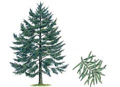 梦见紫杉 做梦梦见紫杉是什么预兆 梦见紫杉好不好