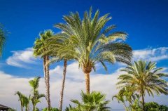 梦见棕榈树 做梦梦见棕榈树是什么预兆 梦见棕榈树好不好