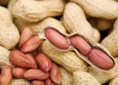 梦见种花生 做梦梦见种花生是什么预兆 梦见种花生好不好