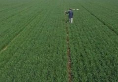 梦见种麦子 做梦梦见种麦子是什么预兆 梦见种麦子好不好