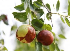 梦见种枣树 做梦梦见种枣树是什么预兆 梦见种枣树好不好