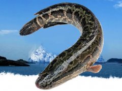 梦见抓黑鱼 做梦梦见抓黑鱼是什么预兆 梦见抓黑鱼好不好