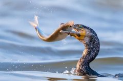 梦见抓鱼 做梦梦见抓鱼是什么预兆 梦见抓鱼好不好