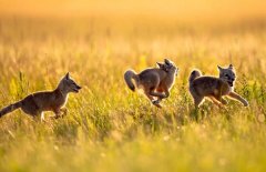 梦见追逐追赶 做梦梦见追逐追赶是什么预兆 梦见追逐追赶好不好