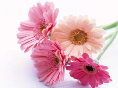 鲜花的转运风水