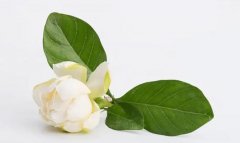 栀子花的风水