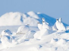 苏珊米勒2023年3月摩羯座运势