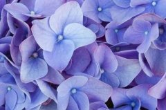 苏珊米勒2023年8月白羊座运势