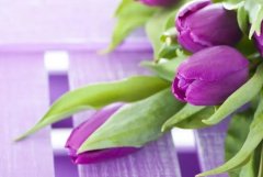 苏珊米勒2023年12月狮子座运势