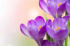 苏珊米勒2023年12月天秤座运势