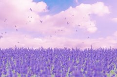 苏珊米勒2023年12月水瓶座运势