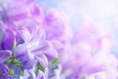 苏珊米勒2023年12月金牛座运势