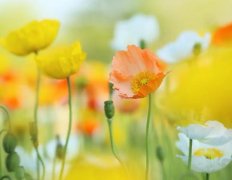 苏珊米勒2024年1月双鱼座运势